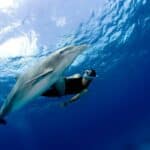 In barca nel Mar Ionio: lo spettacolo dei delfini