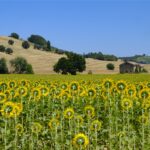 Valdaso: tra storia ed enogastronomia